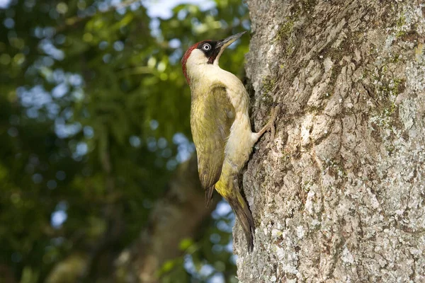 Pájaro Carpintero Verde Picus Viridis Adulto Pie Tronco Del Árbol —  Fotos de Stock