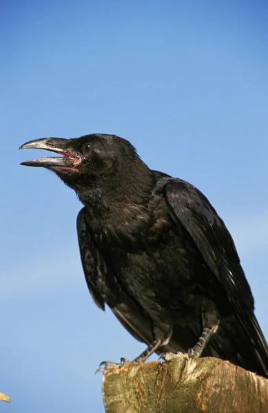 Kruk Zwyczajny Corvus Corax Powołanie Dla Dorosłych Cawing — Zdjęcie stockowe