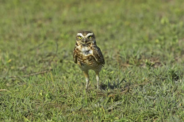 Burrowing Owl Athene Cunicularia Adult Standing Grass Los Lianos Στη — Φωτογραφία Αρχείου