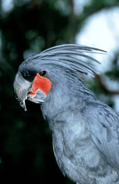 Palm Cockatoo Probosciger Aterrimus Adult Crest Half Raised — Stock Photo, Image