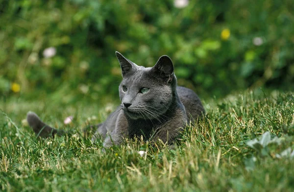 Rosyjski Niebieski Kot Dorosły Leżący Trawie — Zdjęcie stockowe