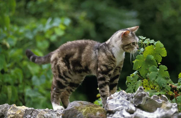 American wirehair cat Stock Photos, Royalty Free American wirehair cat  Images | Depositphotos