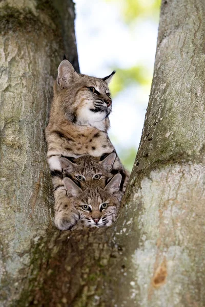 European Lynx Eurasian Lynx Felis Lynx Γυναίκα Κύμινο Στο Δέντρο — Φωτογραφία Αρχείου