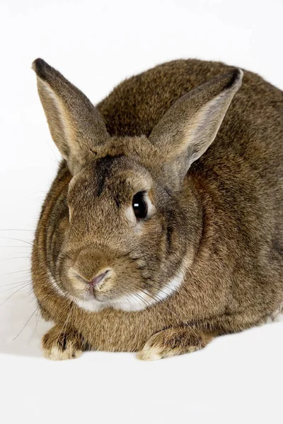 Normandy Domestic Rabbit Adult White Background — 스톡 사진