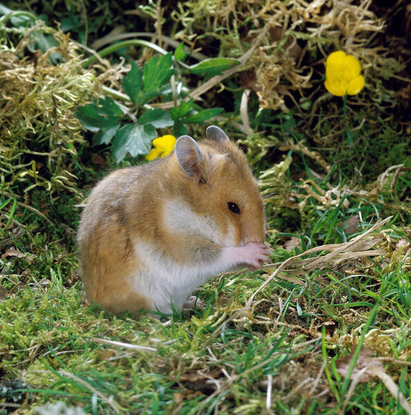 Golden Hamster, mesocricetus auratus, Adult Grooming  