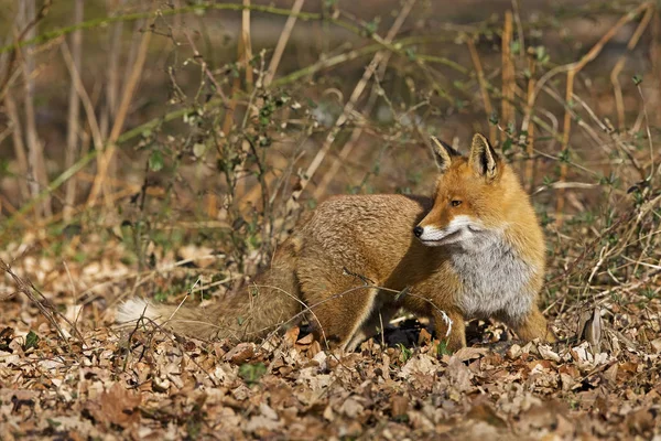 Raposa Vermelha Vulpes Vulpes Masculino Folhas Secas Normandia — Fotografia de Stock