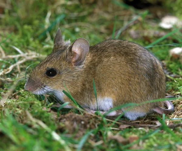 Ratón Campo Cola Larga Apodemus Sylvaticus Adulto Pie Sobre Hierba —  Fotos de Stock