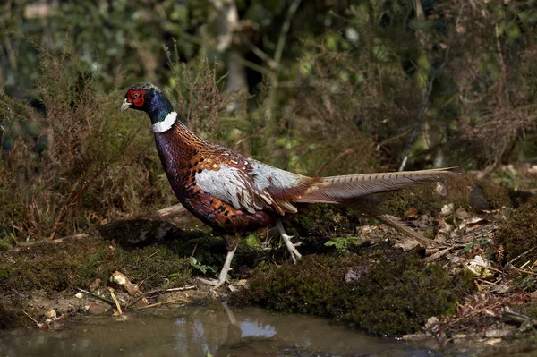 Vanlig Fasan Phasianus Colchicus Man Med Vackra Färger Normandie — Stockfoto