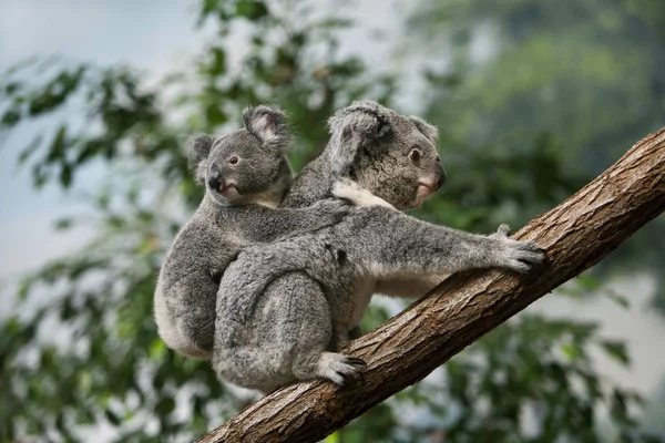 Koala Phascolarctos Cinereus Weibchen Tragen Yound Auf Dem Rücken — Stockfoto