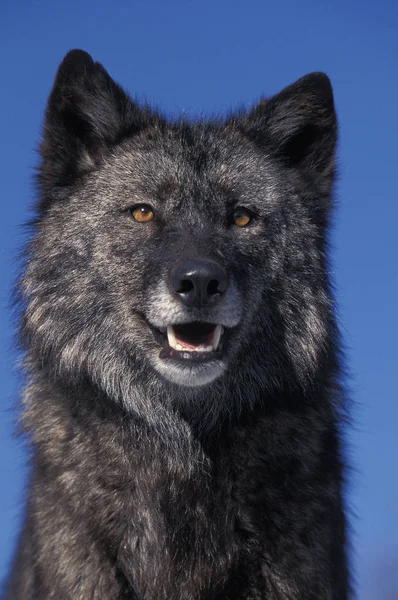 Mackenzie Valley Wolf Canis Lupus Mackenzii Portret Dorosłego Kanada — Zdjęcie stockowe