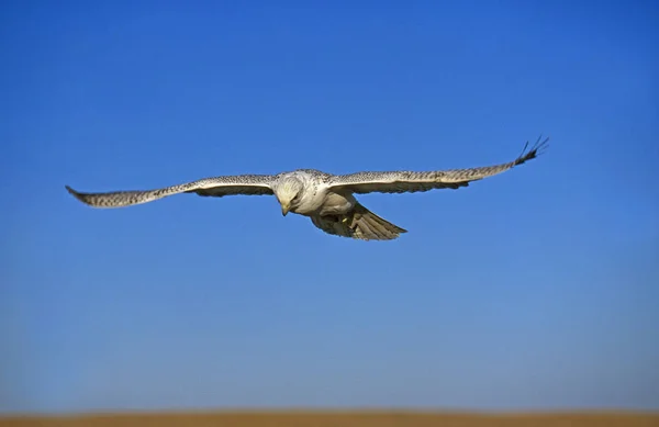 Gyrfalcon Falco Rusticolus Adult Flight Blue Sky Kanada — Zdjęcie stockowe