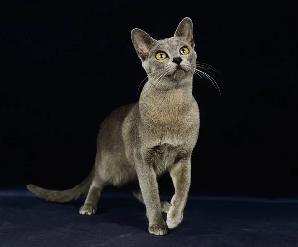 Gato Doméstico Birmano Azul Adulto Parado Sobre Fondo Trasero — Foto de Stock