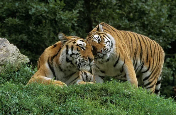 Siberian Tiger Panthera Tigris Altaica Pair — 스톡 사진