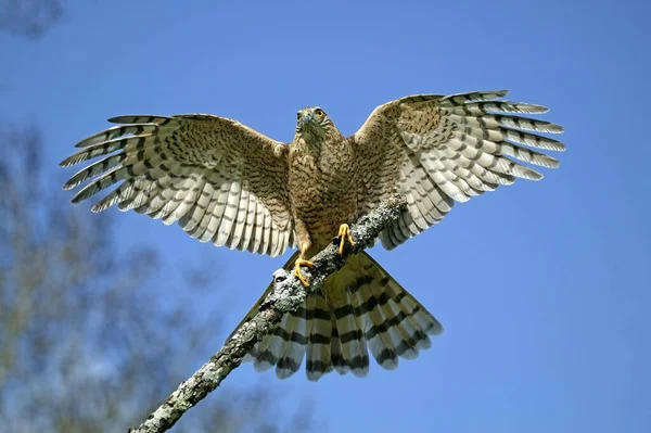 Épervier Européen Accipiter Nisus Décollage Adulte Normandie — Photo