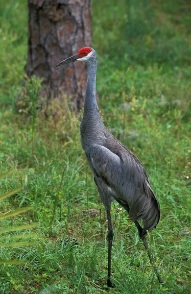 Gru Sabbia Grus Canadensis Adulto Piedi Erba — Foto Stock