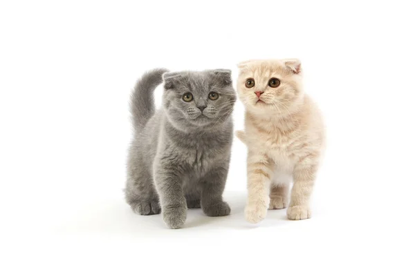 Cream Scottish Fold and Blue Scottish Fold Domestic Cat, 2 months old Kittens against White Background