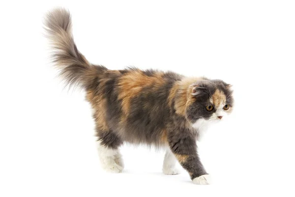 Blue Cream White Highland Fold Domestic Cat Vrouw Wandelen Tegen — Stockfoto