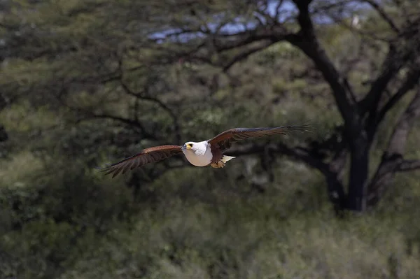 African Fish Eagle Haliaeetus Vocifer Adult Flight Baringo Lake Kenya — Stock fotografie