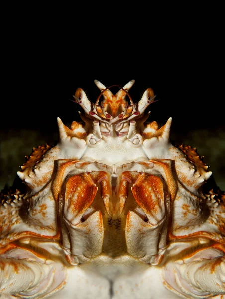 Crabe Araignée Japonaise Crabe Araignée Géante Macrocheira Kaempferi Adulte Gros — Photo
