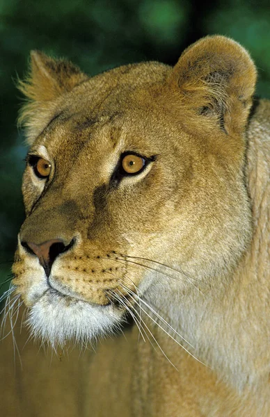 León Africano Pantera Leo Retrato Mujer — Foto de Stock