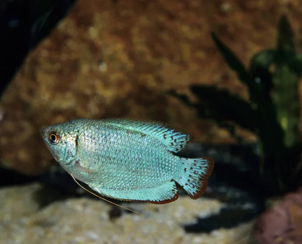 Törpe Gourami Colisa Lalia Felnőtt — Stock Fotó