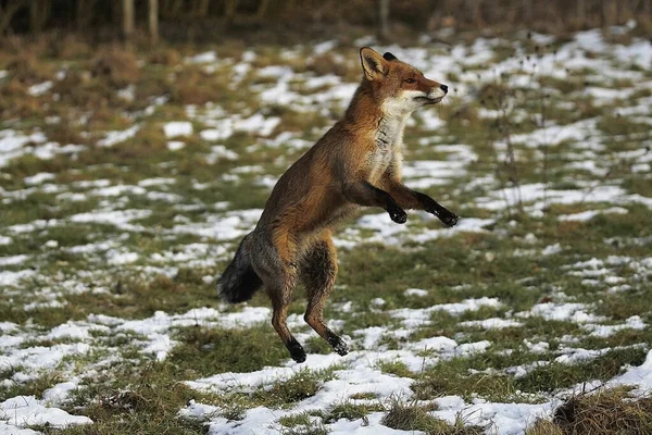 Renard Roux Vulpes Vulpes Saut Adulte Normandie — Photo