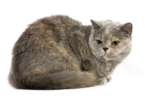 Blue Cream Britse Stenografisch Domestic Kat Vrouw Leggend Tegen Witte — Stockfoto