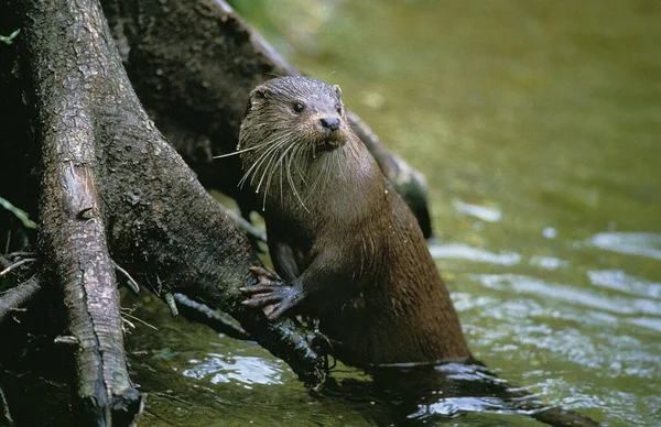 Lontra Europeia Lutra Lutra Adulto Água — Fotografia de Stock