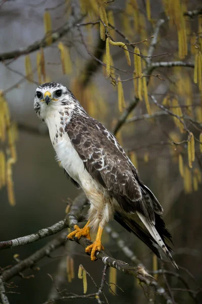 Common Buzzard Buteo Buteo Adult Standing Branch Normandy — 스톡 사진