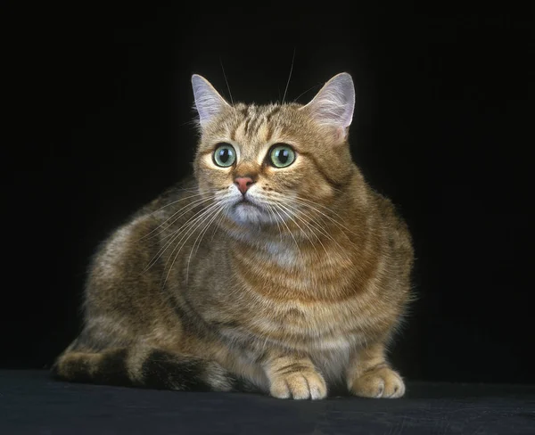 Brown Tabby Domestic Cat Adult Black Background — стокове фото