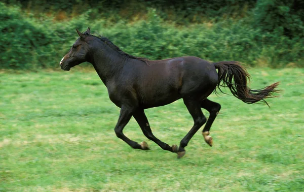 Shagya Horse Dorosły Galopujący Przez Łąkę — Zdjęcie stockowe