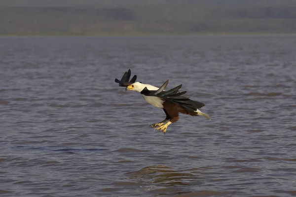 Afrikai Hal Sas Haliaeetus Vocifer Felnőtt Repülés Halászat Baringo Kenyában — Stock Fotó
