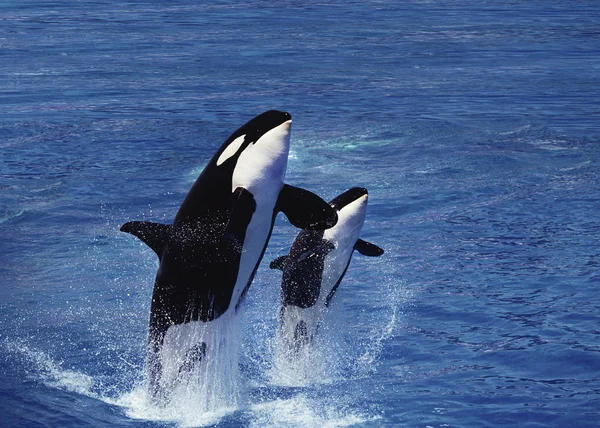Killer Whale Orcinus Orca Female Calf Breaching — Stock Photo, Image
