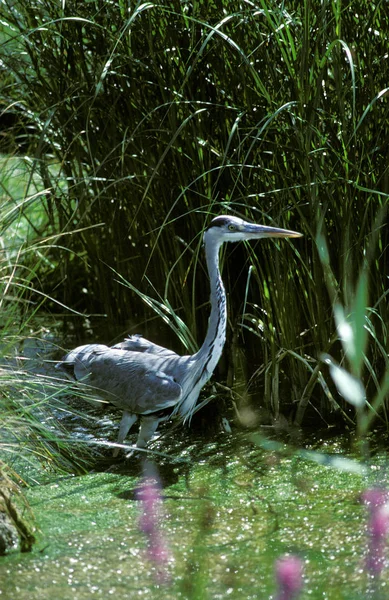 Grey Heron Ardea Cinerea Adult Standing Pond — Stock Photo, Image