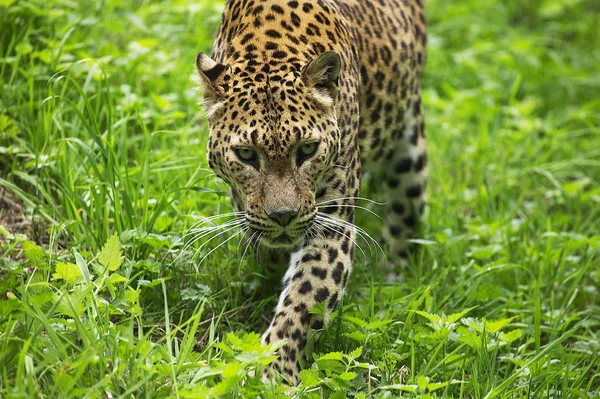 Macan Tutul Sri Landkan Panthera Pardus Kotiya Adult Berdiri Atas — Stok Foto