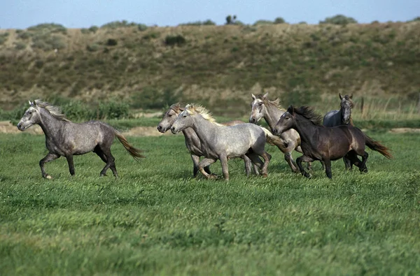 Lusitano Horse Herd Trotting Meadow — Stock Photo, Image