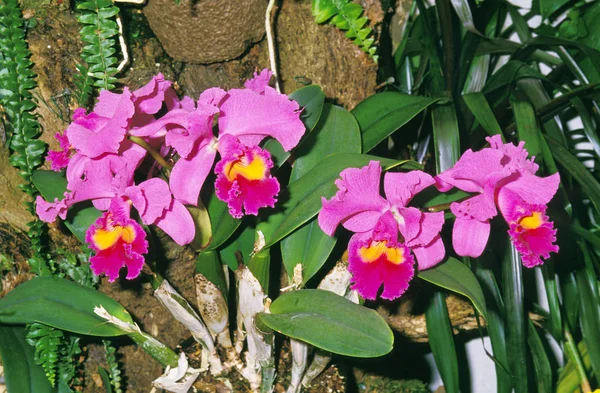 Orchidej Cattleya Přírodní Zázemí — Stock fotografie