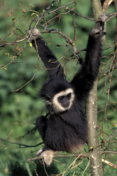 Beyaz Elli Gibbon Iki Ayaklı Lar Young Ağaçta Duruyor — Stok fotoğraf