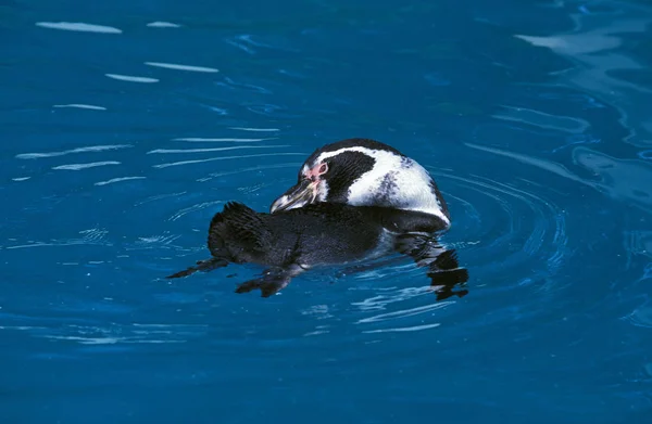 Humboldt Penguin Spheniscus Humboldti 成年人站在水里 — 图库照片