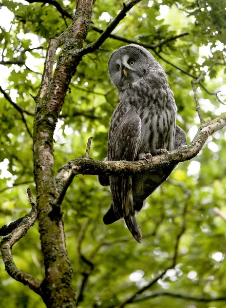 Great Grey Owl Strix Nebulosa Adult Standing Branch — Stock Photo, Image
