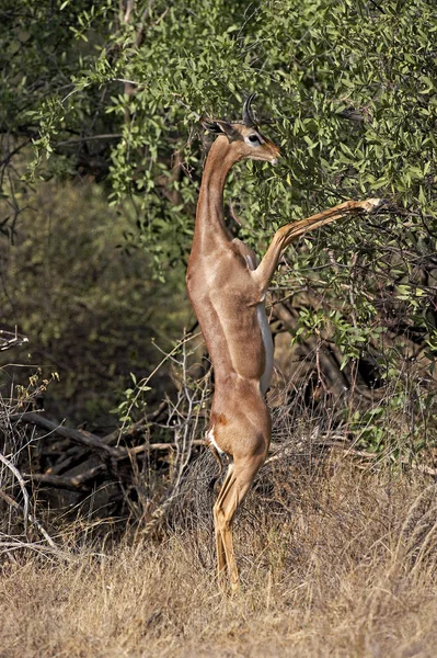 Gerenuk或Waller Gazelle Litocranius Walleri Male Standing Hind Legs Eating Leaves — 图库照片