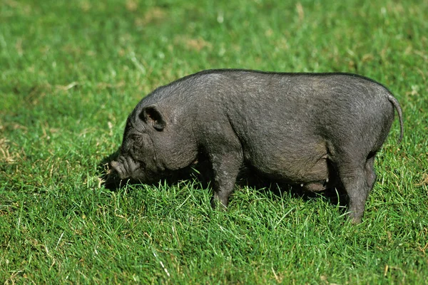 Vietnamesiska Pot Bellied Pig Sus Scrofa Domesticus Kvinna Stående Gräs — Stockfoto