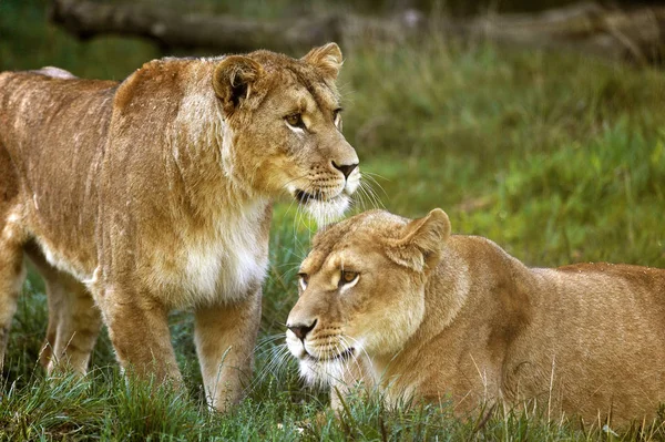 Αφρικανικό Λιοντάρι Πάνθηρα Λέο Δύο Θηλυκά — Φωτογραφία Αρχείου