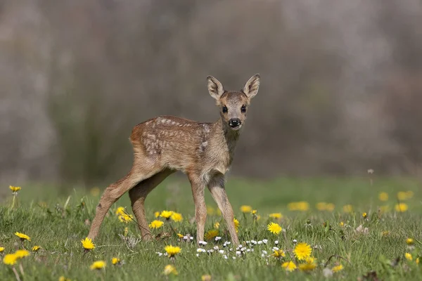 Chevreuil Capreolus Capreolus Fauve Aux Fleurs Normandie — Photo