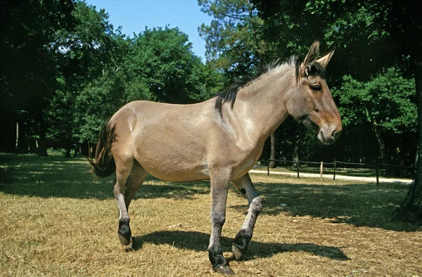 Muilezel Kruising Van Een Mannelijke Ezel Een Vrouwelijk Paard — Stockfoto