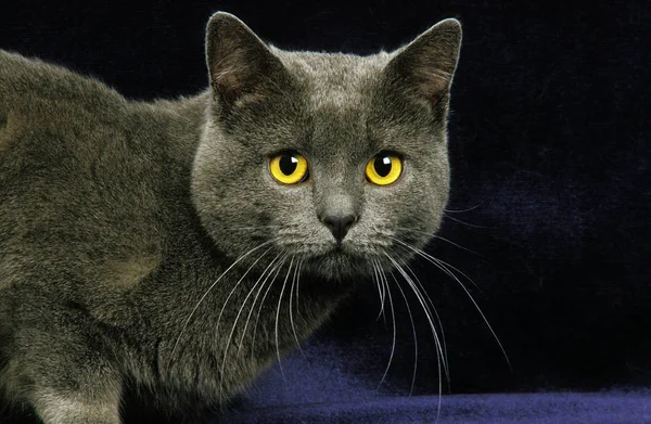 Chartreux家猫 成人在黑色背景下的肖像 — 图库照片
