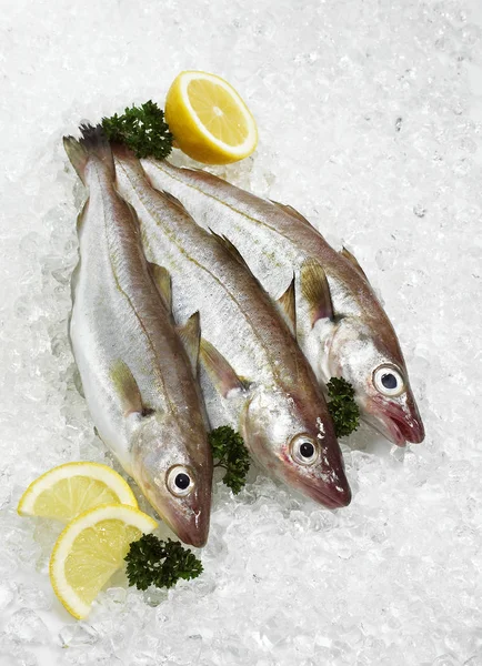 Fresh Whiting Merlangius Merlangus Fishes Ice Lemon Parsley — Stock Photo, Image