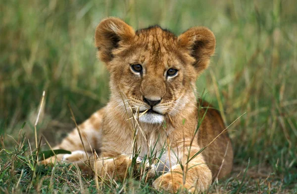 León Africano Panthera Leo Cachorro Tendido Hierba Kenia — Foto de Stock