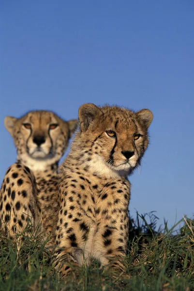 Cheetah Acinonyx Jubatus Felnőttek Masai Mara Park Kenyában — Stock Fotó