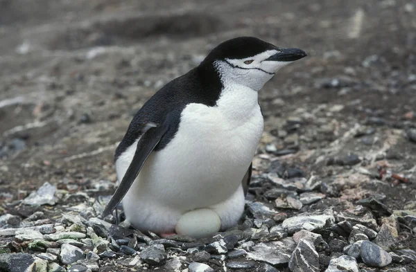 Chinstrap Penguin Pygoscelis Antarktická Dospělý Sedí Svém Vejci Hnízdě Antarktida — Stock fotografie